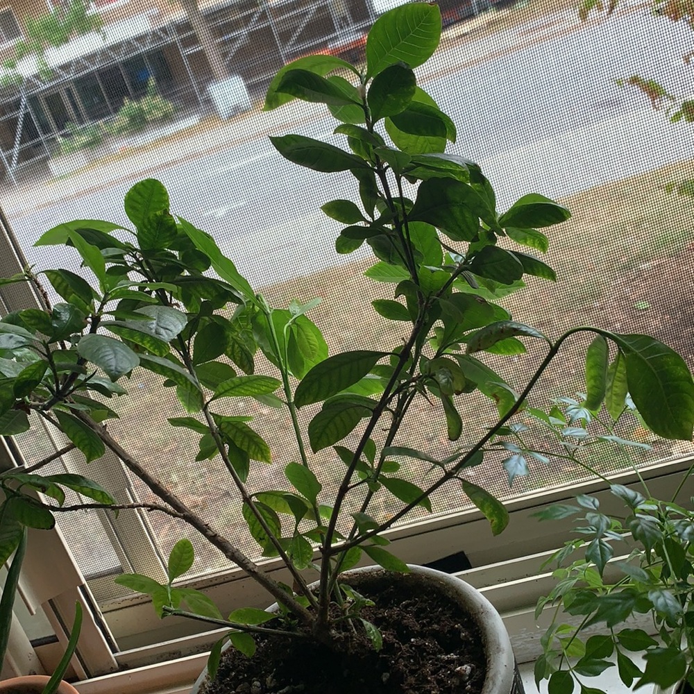 Plant - Picture 3 of 4